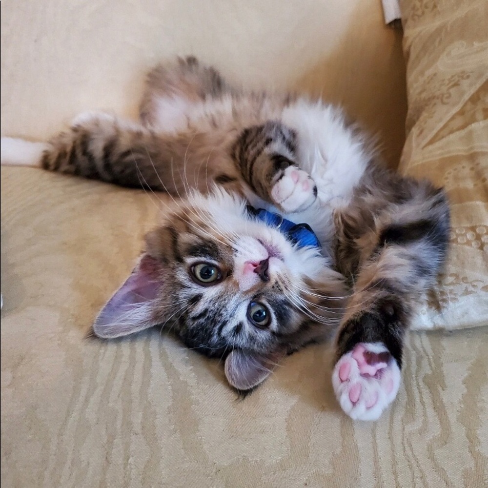 Meet your Posher, Clif